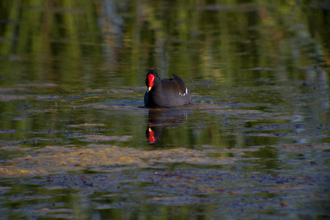 Polla d'aigua (Gallinuga chloropus)