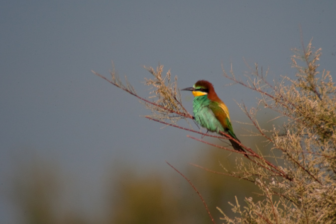 Abellerol (Merops apiaster)