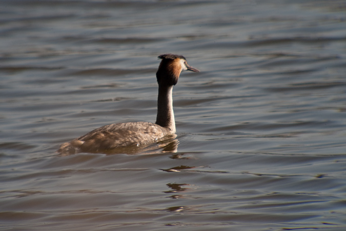 Cabussó emplomallat (Podiceps cristatus)