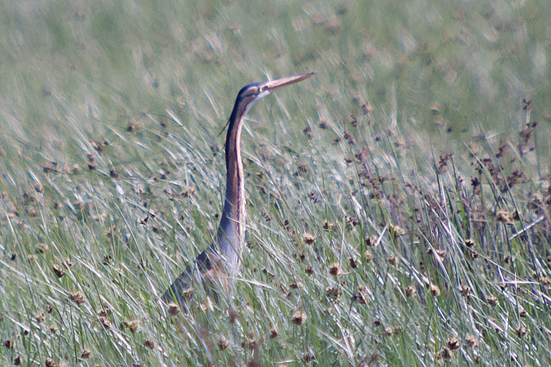 Agró roig (Ardea purpurea).