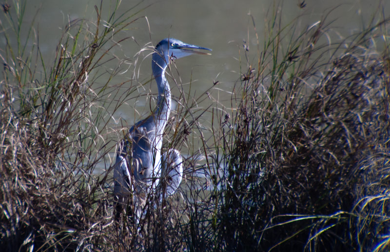 Bernat pescaire (Ardea cinerea)