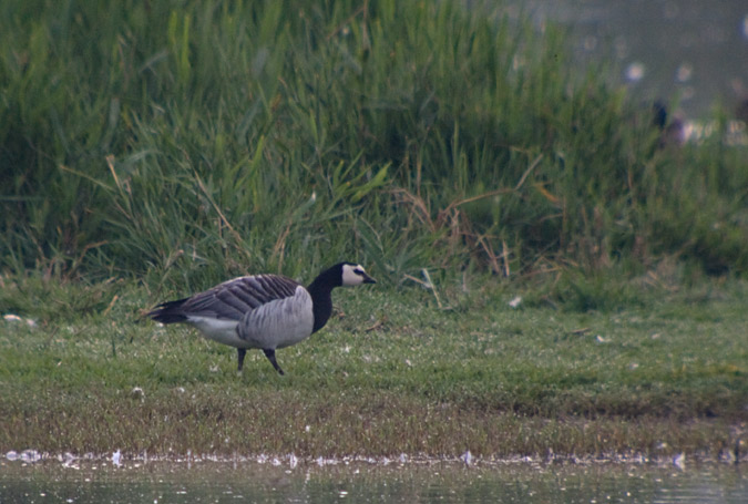 Oca de galta blanca (Branta leucopsis)