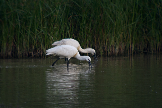 Bec planer (Platalea leucorodia)