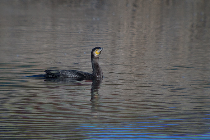 Corb marí gros ( Phalacrocorax carbo )