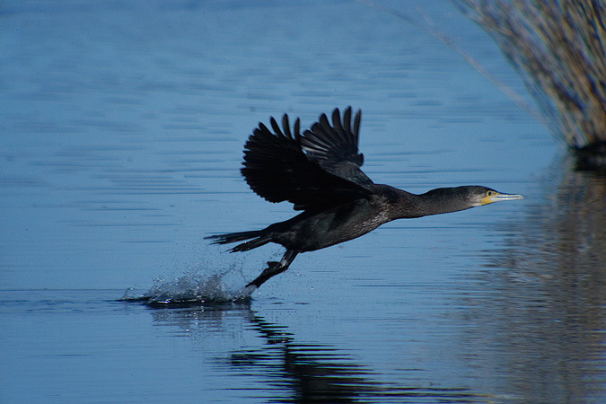 Corb marí gros ( Phalacrocorax carbo )