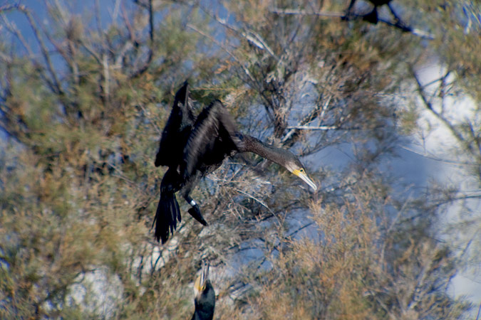 Corb marí gros ( Phalacrocorax carbo )