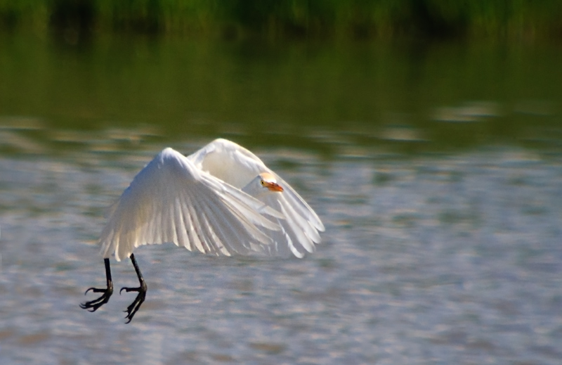 Esplugabous (Bubulcus Ibis)