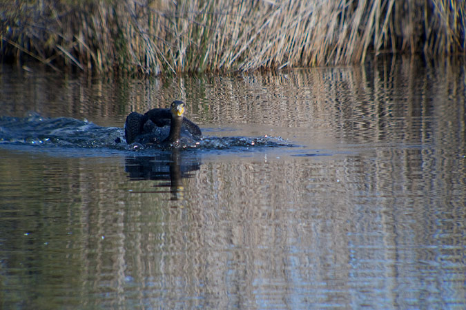 Corb marí gros ( Phalacrocorax carbo )