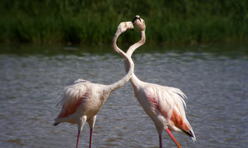 Flamenc (Phoenicopterus ruber)