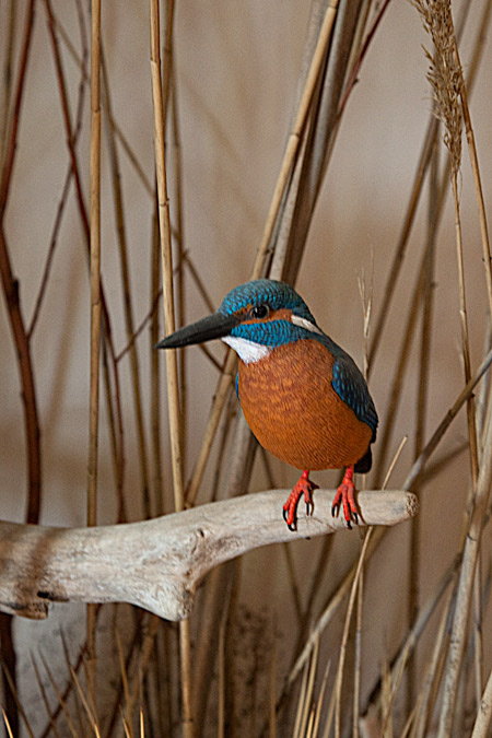 Blauet (Alcedo atthis)