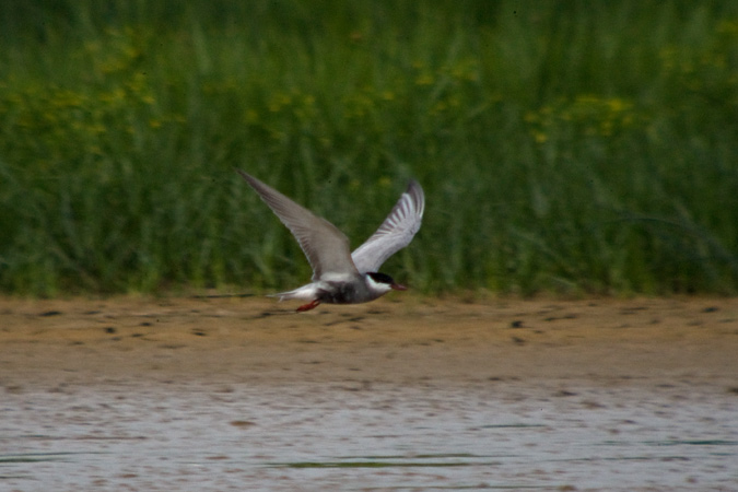 Fumarell carablanc (Chlidonias hybridus)