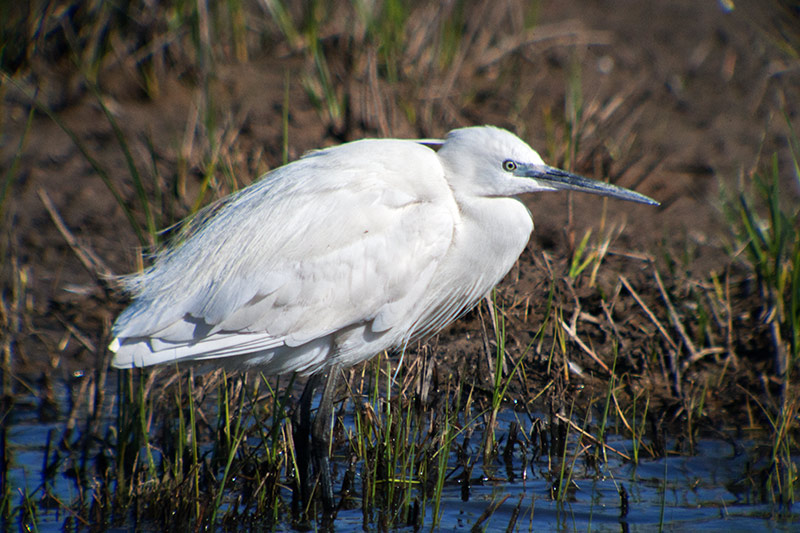 Martinet blanc (Egretta garzetta)