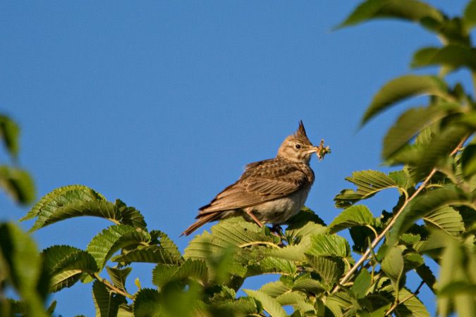 Cogullada vulgar (Galerida cristata)