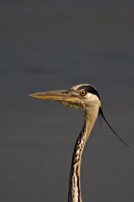 Bernat pescaire (Ardea cinerea)