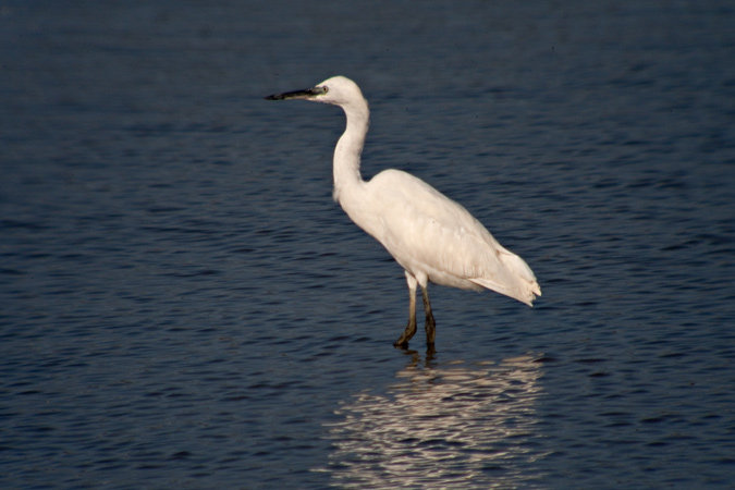 Martinet blanc ( Egretta garzetta)