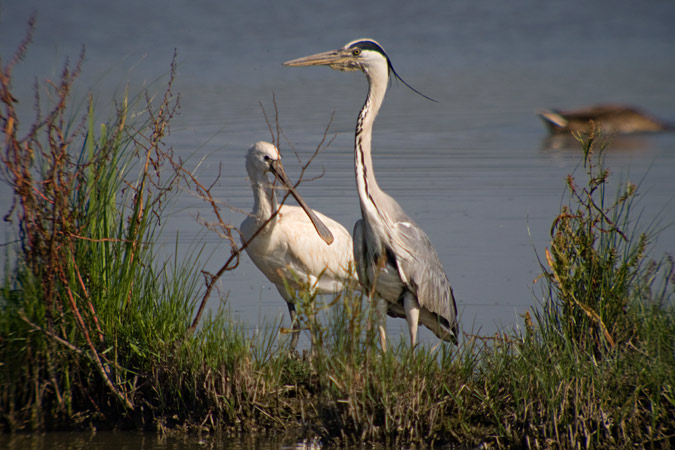 Bernat pescaire - Bec planer (Ardea cinerea) (Platalea leucorodia)