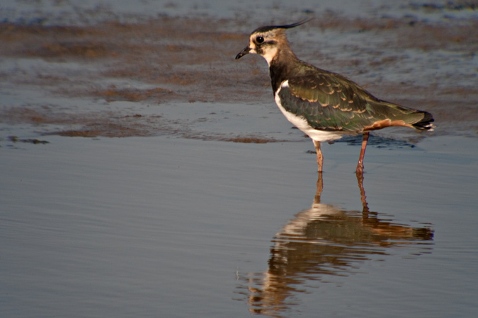 Fredeluga (Vanellus vanellus)