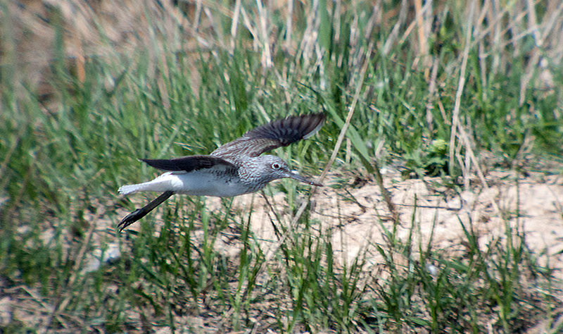 Gamba verda (Tringa nebularia)