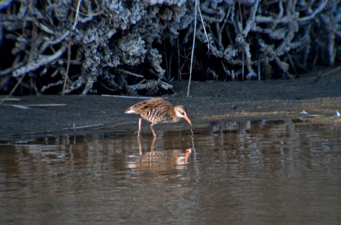 Rascló ( Rallus aquaticus ) 1 de 3