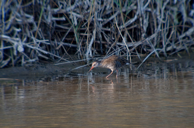 Rascló ( Rallus aquaticus ) 2 de 3