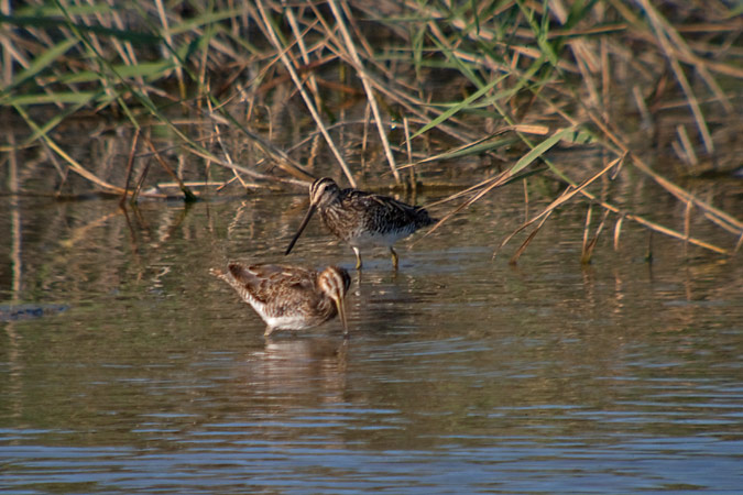 Becadell comú (Gallinago gallinago) 1de2