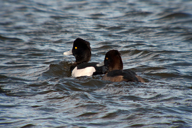 Morell de plomall (Aythya fuligula)