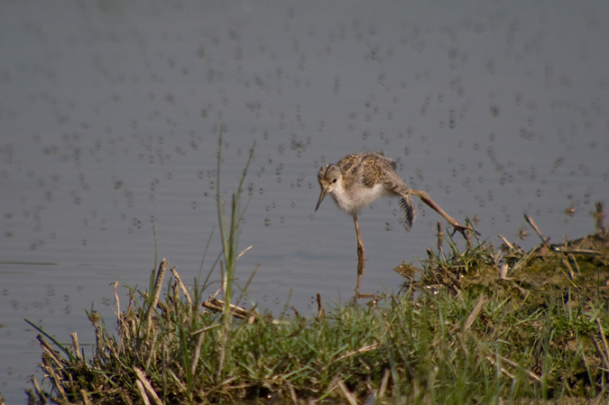 Cames llargues (Himantopus himantopus)