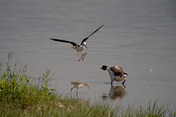 Cames llargues (Himantopus himantopus) 4de7