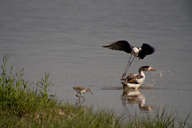 Cames llargues (Himantopus himantopus) 5de7