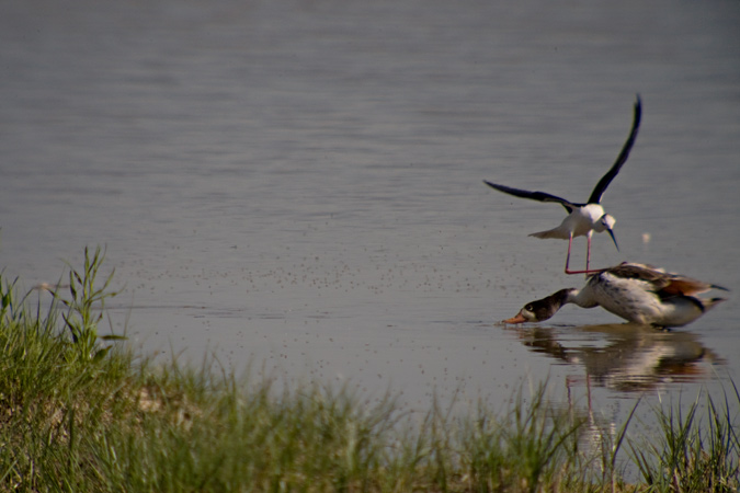 Cames llargues (Himantopus himantopus) 6de7