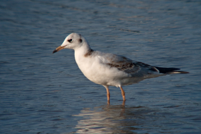 Gavina vulgar (Larus ridibundus) 1de2