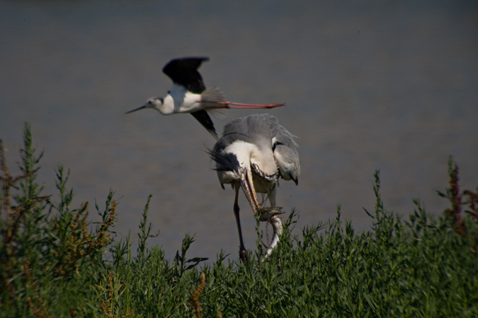 Bernat pescaire (Ardea cinerea)  2de2