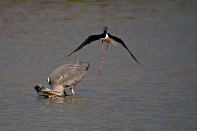 Cames llargues (Himantopus himantopus)