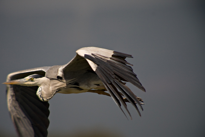 Bernat pescaire (Ardea cinerea)