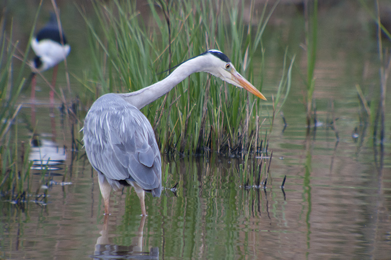 Bernat pescaire (Ardea cinerea)