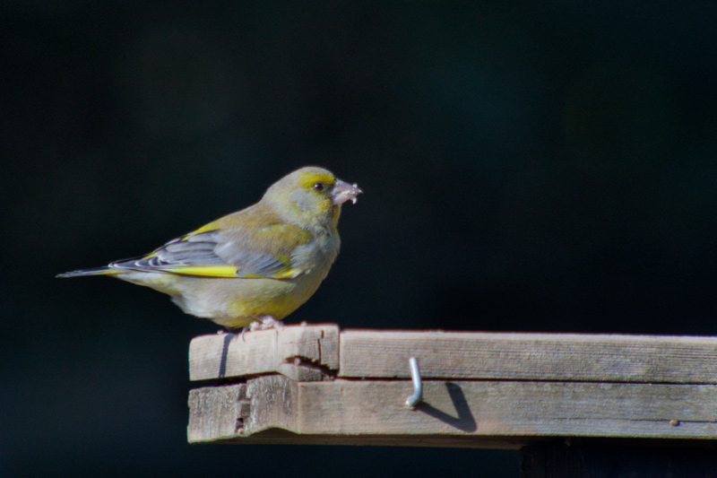 Verdum (carduelis chloris)