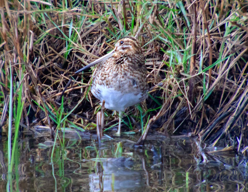 Becadell comú (Gallinago gallinago)