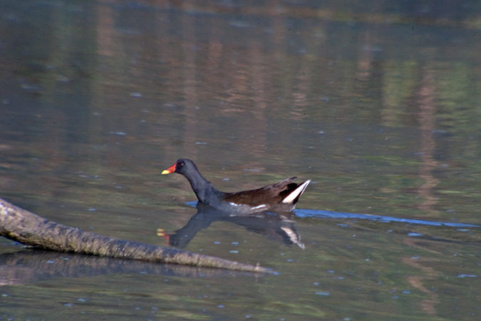 Polla d'aigua (Gallinuga chloropus)