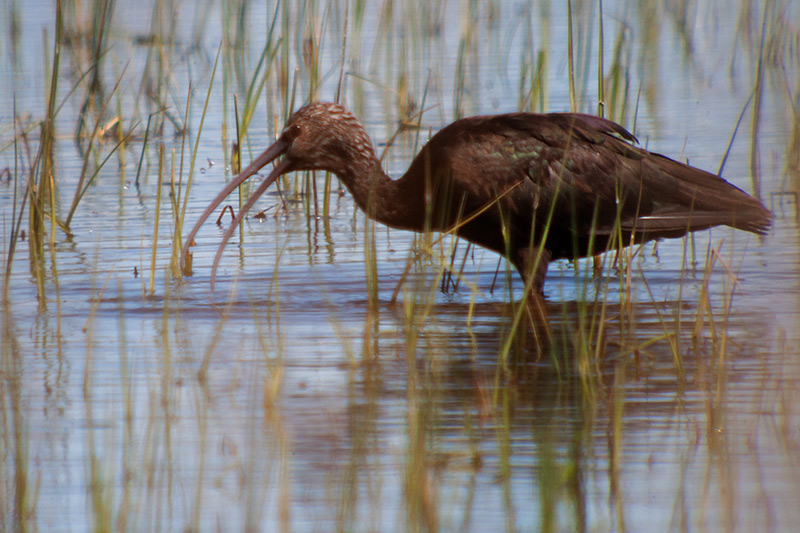 Capó reial. (Plegadis falcinellus)