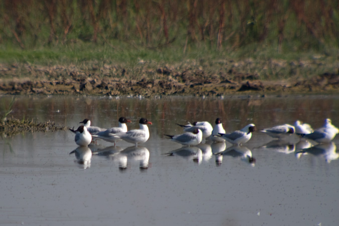 Gavina Capnegra (Larus melanocephalus)