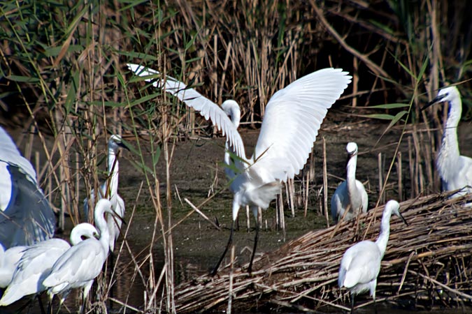 Martinet blanc (Egretta garzetta) 2de5