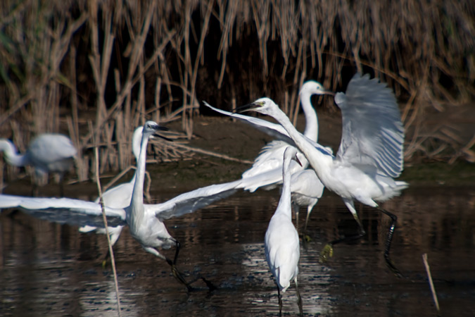 Martinet blanc (Egretta garzetta) 3de5