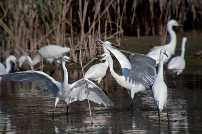 Martinet blanc (Egretta garzetta) 4de5