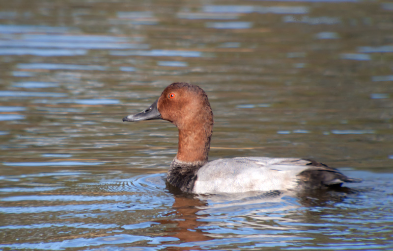 Morell de cap-roig (Aythya ferina)