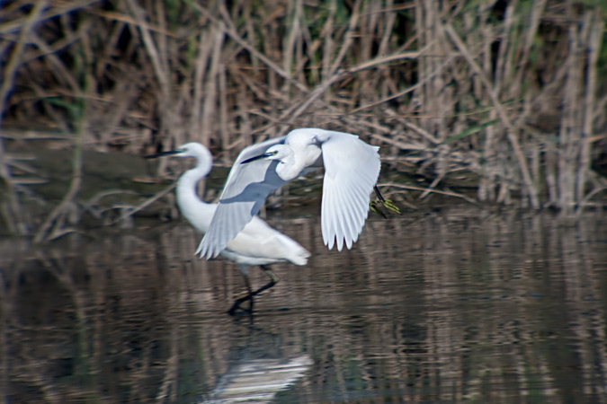 Martinet blanc (Egretta garzetta) 5de5