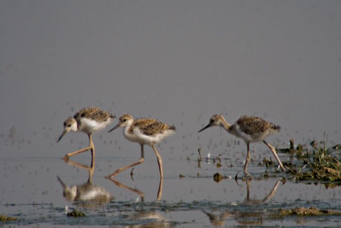 Cames llargues (Himantopus himantopus)