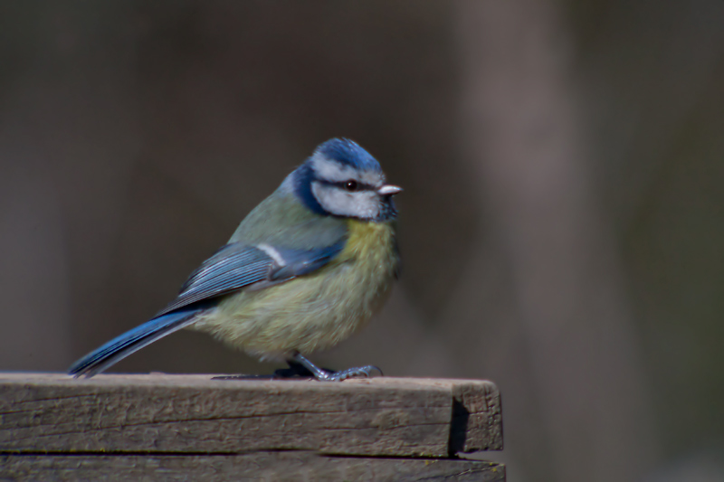 Mallerenga blava (Parus caeruleus)