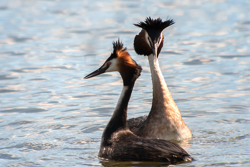 Cabussó emplomallat (Podiceps cristatus)