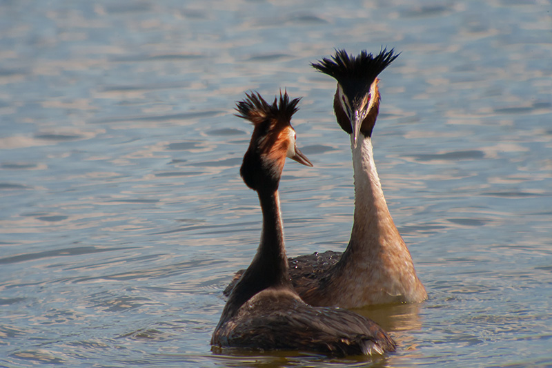 Cabussó emplomallat (Podiceps cristatus)