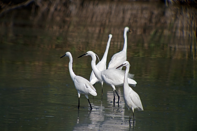 Martinet blanc (Egretta garzetta) 1de5